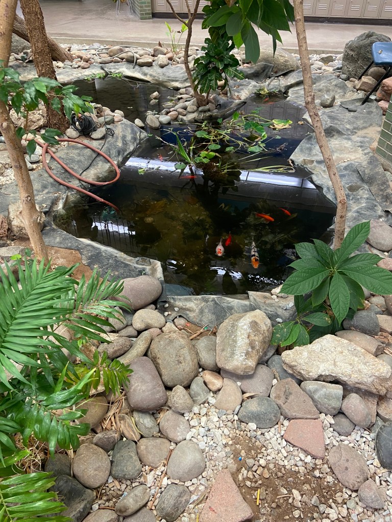 A pond with rocks and tree surrounding it with different types of fish inside of it.