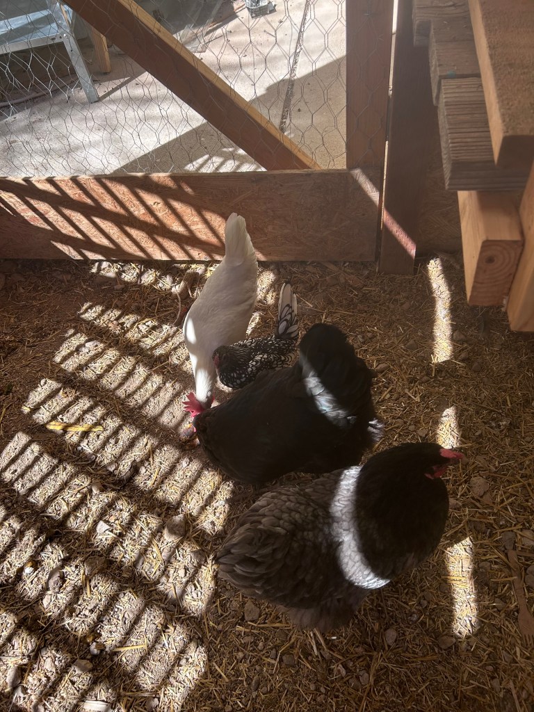 Four chicken eating in the chicken coop built by the garden club.
